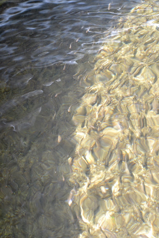 西米良サーモン 鮎の稚魚たちが元気に成長しています 株式会社井戸内養魚場